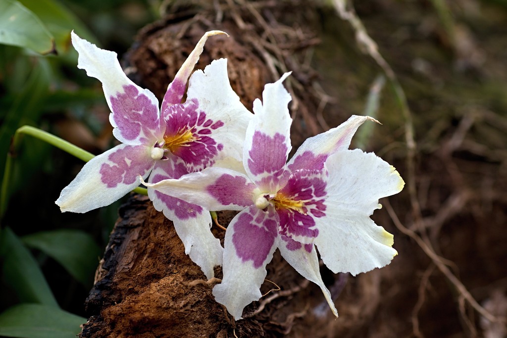 orchideeën orchidee orchideeen hdr bloem Orchidaceae natuur flora bloemen orchis sierbloem sierplant phalaenopsis orchidaceae
